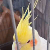 عروس هلندی ماده سخنگو|پرنده|چهارباغ, |دیوار