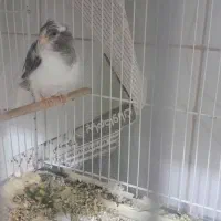 قناری ماده فر