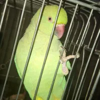 طوطی ملنگو|پرنده|اشتهارد, |دیوار