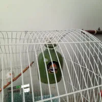 نفج نر وماده