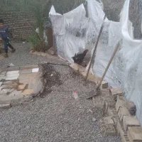 چندتا خروس می فروشم هست