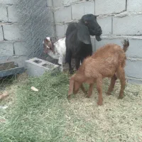 گوسفند فروشی|حیوانات مزرعه|ریگان, |دیوار