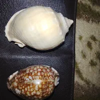 400|کلکسیون و سرگرمی|خان ببین, |دیوار