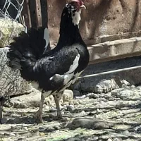 مرغ محلی جوان