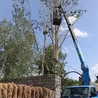 هرس کاری قطع درخت خریدچوب