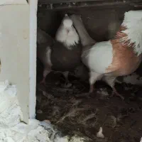 چندجفت طوقی خوب یکجا فروخته میشود|پرنده|تهران, خلیج فارس|دیوار