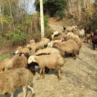 گوسفند کشتاری و داشتی درجه یک همه چاق|حیوانات مزرعه|قائمشهر, |دیوار