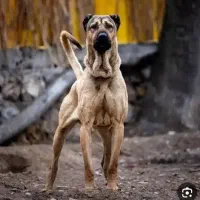 خرید و فروش سگ|سگ|شازند, |دیوار