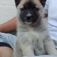 توله مالینویز..‌نر..