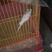 سلام یک جفت مرع عشق فروشی