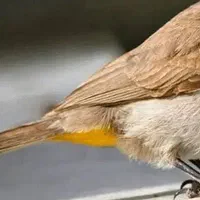 سهره قناری اهوازی