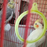 یه جفت عروس هلندی نر و ماده