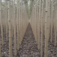 نـهال ســیب اصــلاحشده با بــاردهی قدرتــمند|خدمات باغبانی و درختکاری|اشنویه, |دیوار