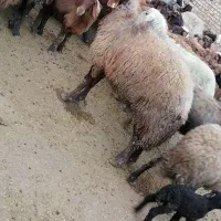 قوچ هترو|حیوانات مزرعه|طاغنکوه, |دیوار