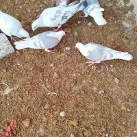 کفتر پشت کویتی|پرنده|کاشمر, |دیوار