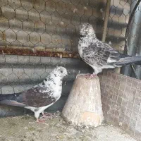 کبوتر بلند پرواز