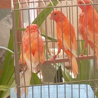 قناری|پرنده|اصفهان, کساره|دیوار