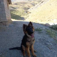 سگ ژرمن