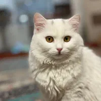 گربه پرشین بیریتیش ماده