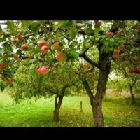 خدمات کشاورزی|خدمات باغبانی و درختکاری|خرم‌آباد, |دیوار