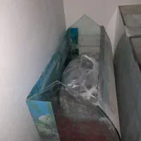 آکواریوم|ماهی|بیرجند, |دیوار