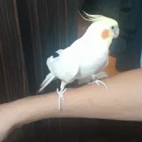 عروس هلندی کاملن دستی و سخنگو|پرنده|باقرشهر, |دیوار