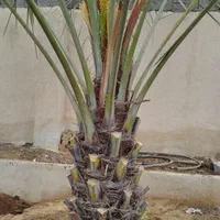 امورباغبانی و خونه باغ و باغات نخل|خدمات باغبانی و درختکاری|بوشهر, |دیوار