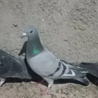 زاغ دم سفید سبز مگس|پرنده|زاهدان, |دیوار