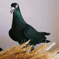 کبوتر اسطوره