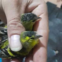 سهره زردوسهره اهوازی