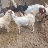 بز و بزغاله|حیوانات مزرعه|خواف, |دیوار