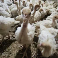 جوجه بوقلمون بیوتی