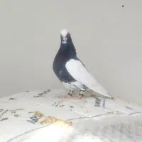 کبوترلیلک‌ سیاه‌‌ برققل