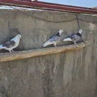 کبوتر شازده وپشت دار|پرنده|زارچ, |دیوار