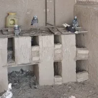 فروش کبوتر|پرنده|اصفهان, جاوان|دیوار