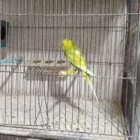 قناری|پرنده|خوی, |دیوار