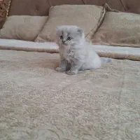 گربه های خوشگل