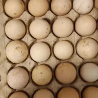 تخم مرغ نژاد امروک