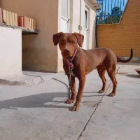 واگذاری سگ غیر رایگان