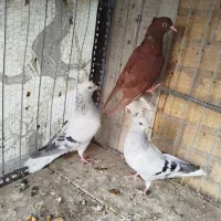 سبز و سرخ دم سفید