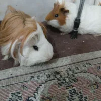 خوکچه هندی|موش و خرگوش|اسلامشهر, شهرک سعیدیه|دیوار