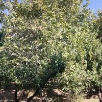 باغ روستای قلعه اقا بخش لنجان|فروش دفتر صنعتی، کشاورزی، تجاری|باغ بهادران, |دیوار