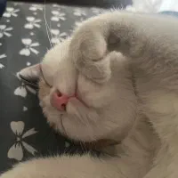 واگذاری گربه ماده عقیم شده