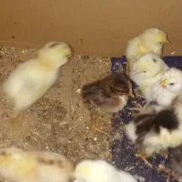 فروش جوجه بومی