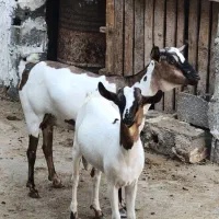 بز سومالی اصل|حیوانات مزرعه|چغادک, |دیوار