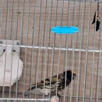 پرنده سهره قناری گلبسر نر|پرنده|رباطکریم, رباطکریم|دیوار