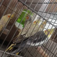 عروس هلندی تعداد