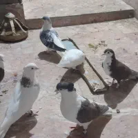 کفتر|پرنده|مشهد, شهید علی محمدی|دیوار