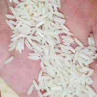 برنج طارم درگز محصول امسال