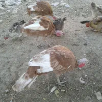 فروش پرنده باقیمت مناسب|پرنده|اشترینان, |دیوار